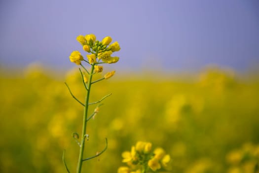 Close-up Focus A Beautiful  Blooming  Yellow rapeseed flower  with blurry background