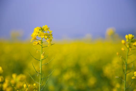 Close-up Focus A Beautiful  Blooming  Yellow rapeseed flower  with blurry background
