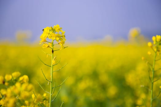Close-up Focus A Beautiful  Blooming  Yellow rapeseed flower  with blurry background