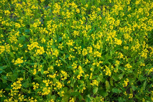 Beautiful Yellow Blooming rapeseed flower in the field natural Landscape view