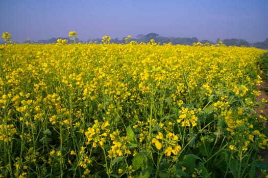 Beautiful Yellow Blooming rapeseed flower in the field natural Landscape view