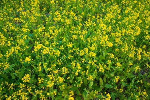 Beautiful Yellow Blooming rapeseed flower in the field natural Landscape view
