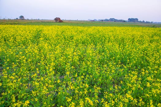 Beautiful Yellow Blooming rapeseed flower in the field natural Landscape view