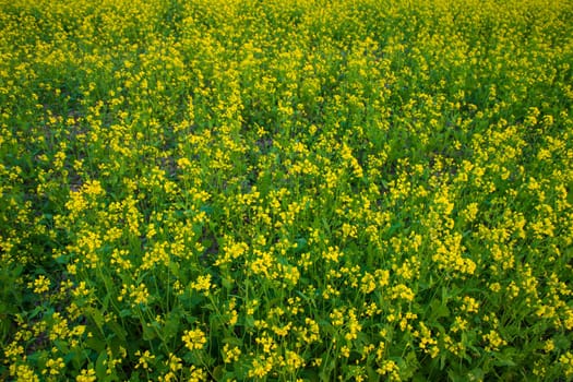 Beautiful Yellow Blooming rapeseed flower in the field natural Landscape view