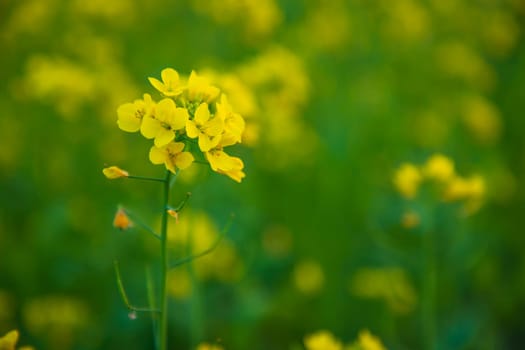 Close-up Focus A Beautiful  Blooming  Yellow rapeseed flower  with blurry background