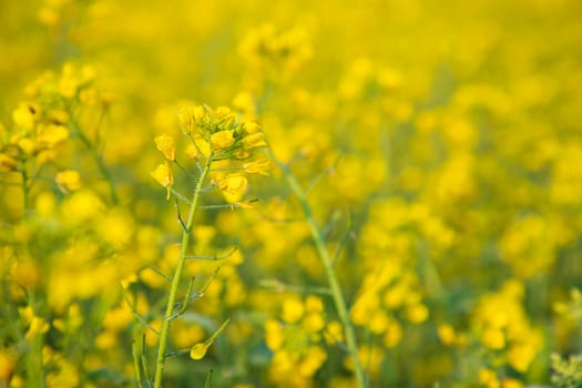 Close-up Focus A Beautiful  Blooming  Yellow rapeseed flower  with blurry background