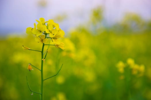 Close-up Focus A Beautiful  Blooming  Yellow rapeseed flower  with blurry background