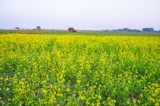 Beautiful Yellow Blooming rapeseed flower in the field natural Landscape view