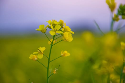 Close-up Focus A Beautiful  Blooming  Yellow rapeseed flower  with blurry background