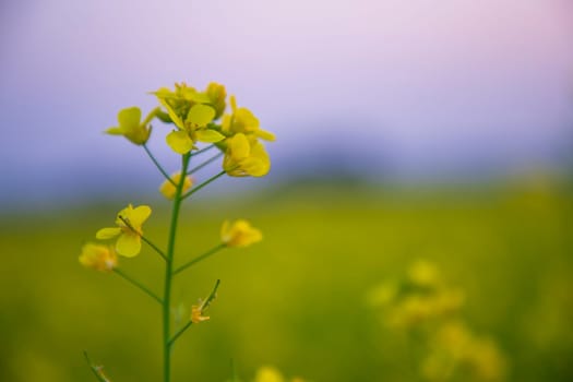 Close-up Focus A Beautiful  Blooming  Yellow rapeseed flower  with blurry background