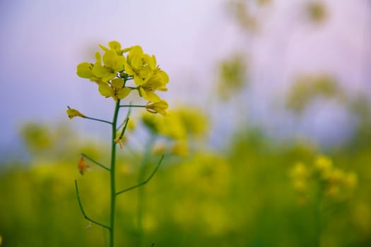 Close-up Focus A Beautiful  Blooming  Yellow rapeseed flower  with blurry background