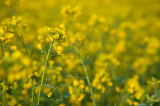 Close-up Focus A Beautiful  Blooming  Yellow rapeseed flower  with blurry background