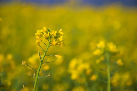 Close-up Focus A Beautiful  Blooming  Yellow rapeseed flower  with blurry background
