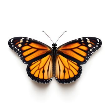 Monarch butterfly isolated on white