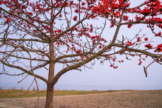 Flowers of Bombax ceiba tree on the blue sky background