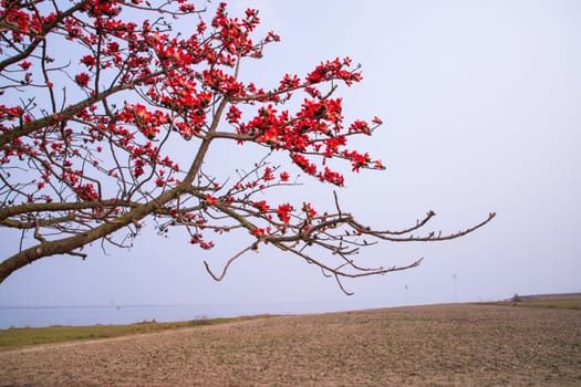 Flowers of Bombax ceiba tree on the blue sky background