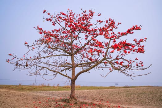 Flowers of Bombax ceiba tree on the blue sky background