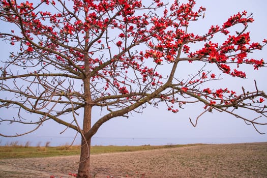 Flowers of Bombax ceiba tree on the blue sky background