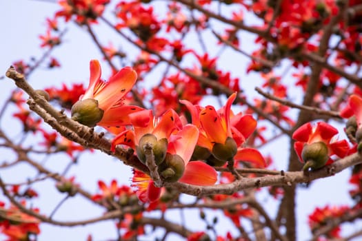 Close-up of Bombax ceiba flower blossom with blurred background