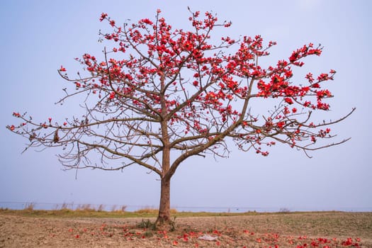 Flowers of Bombax ceiba tree on the blue sky background
