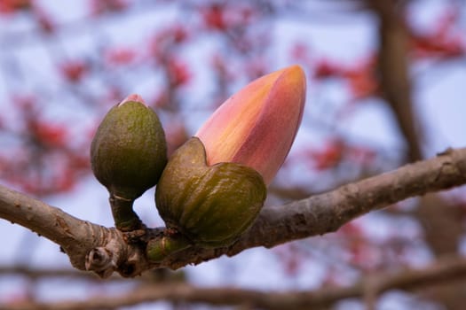 Bombax  Buds of a tree with flowers on a background of blue sky