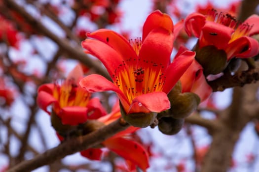 Close-up of Bombax ceiba flower blossom with blurred background