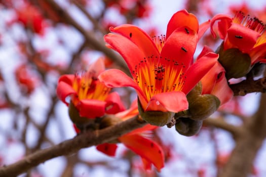 Close-up of Bombax ceiba flower blossom with blurred background