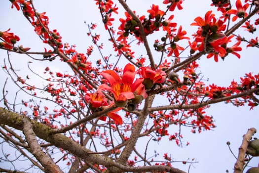 Close-up of Bombax ceiba flower blossom with blurred background