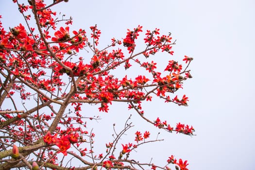 Flowers of Bombax ceiba tree on the blue sky background