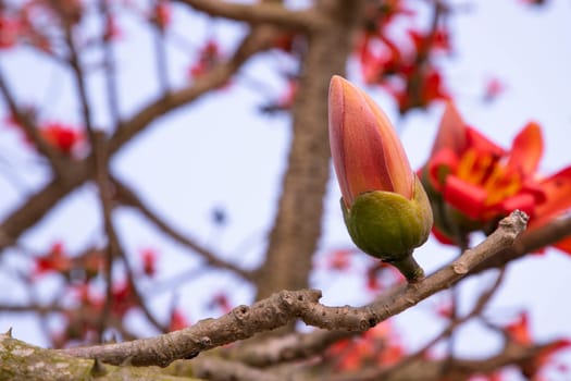 Bombax  Buds of a tree with flowers on a background of blue sky