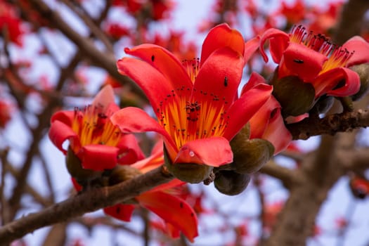 Close-up of Bombax ceiba flower blossom with blurred background