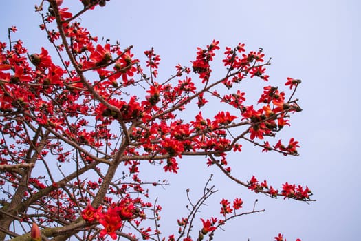 Flowers of Bombax ceiba or Silk Cotton Tree in Faridpur, Bangladesh