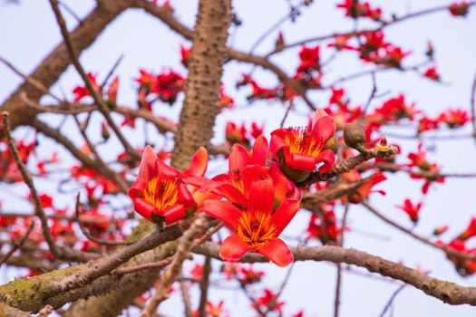 Close-up of Bombax ceiba flower blossom with blurred background