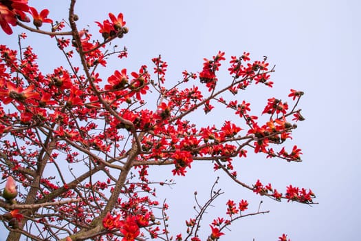 Flowers of Bombax ceiba tree on the blue sky background