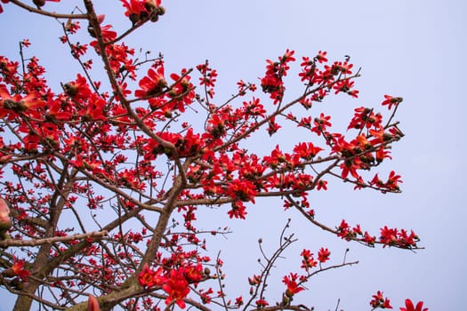 Flowers of Bombax ceiba or Silk Cotton Tree in Faridpur, Bangladesh