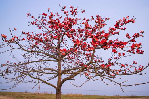 Tree with red flowers on the background of the sea and blue sky