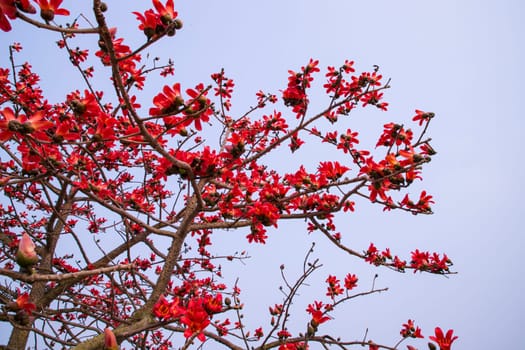 Flowers of Bombax ceiba or Silk Cotton Tree in Faridpur, Bangladesh