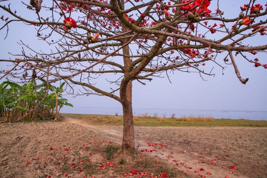 Tree with red flowers on the background of the sea and blue sky