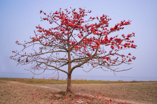 Tree with red flowers on the background of the sea and blue sky