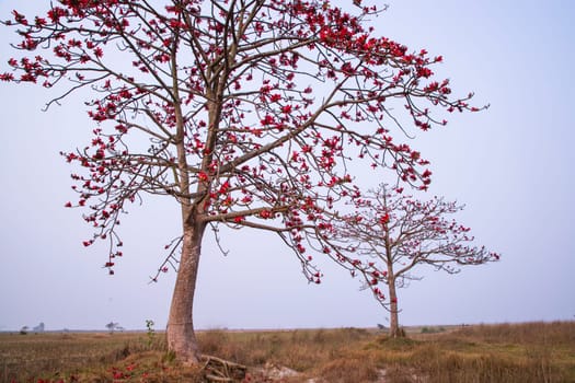 Bombax ceiba tree with red blossom flowers in the field under the blue sky