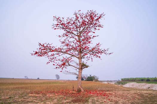 Bombax ceiba tree with red blossom flowers in the field under the blue sky