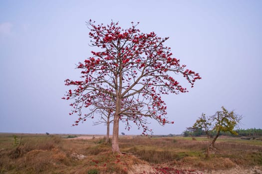 Bombax ceiba tree with red blossom flowers in the field under the blue sky