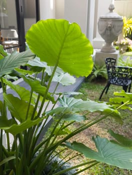 Tropical plant decorated in garden, stock photo
