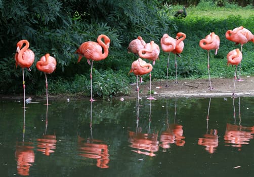 Flamingos