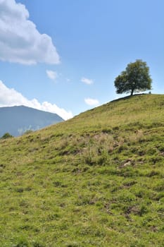 single tree on a hill in Bavaria
