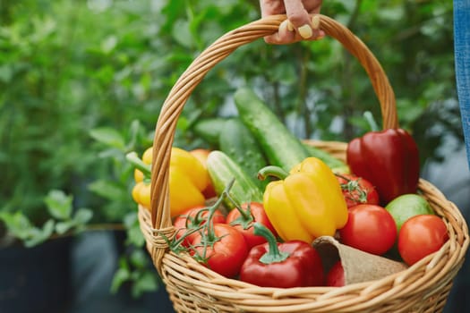 Basket full of fresh tomatoes, cucumbers and peppers held by farmer