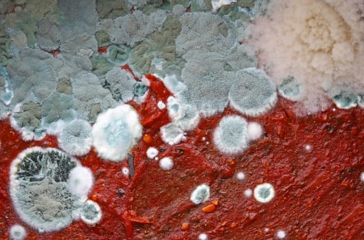 Nasty blue-green mold on a tomato sauce