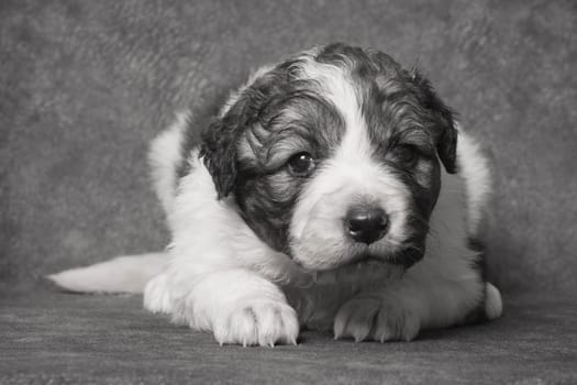 Pet portrait of cute little sheperd puppy on gray background.