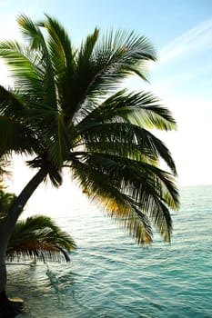 tropical island palm sea and sky