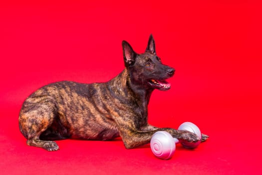 Dutch Shepherd holding dumbbell on a red and yellow background
